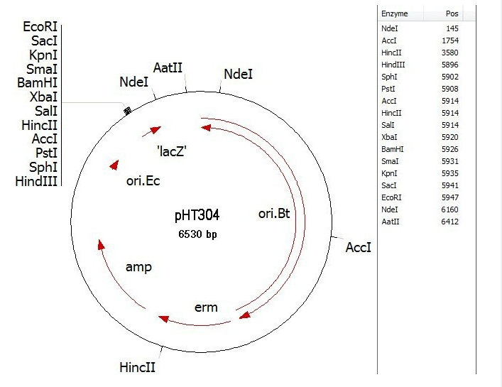 pHT304 載體,pHT304