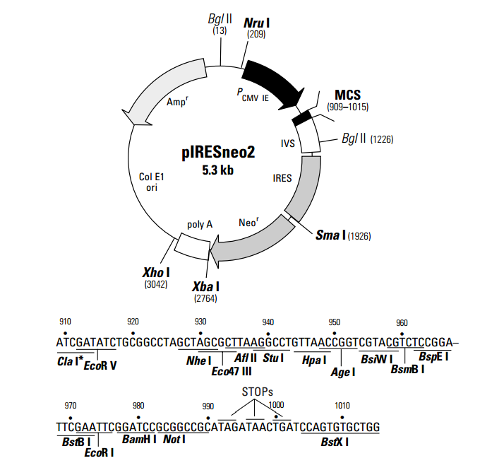 pIRESneo2 載體,pIRESneo2