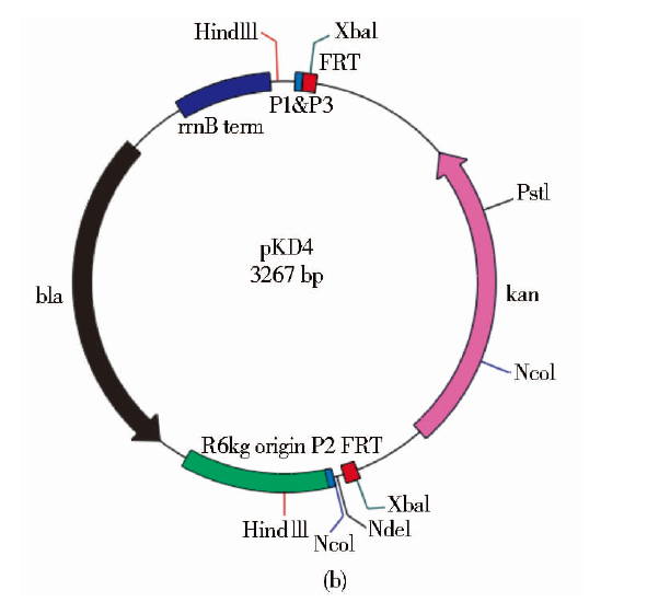 pKD4 載體,pKD4
