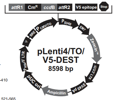 pLenti4/TO/V5-DEST 載體,pLenti4/TO/V5-DEST