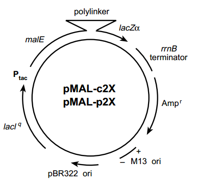 pMal-p2E 載體,pMal-p2E