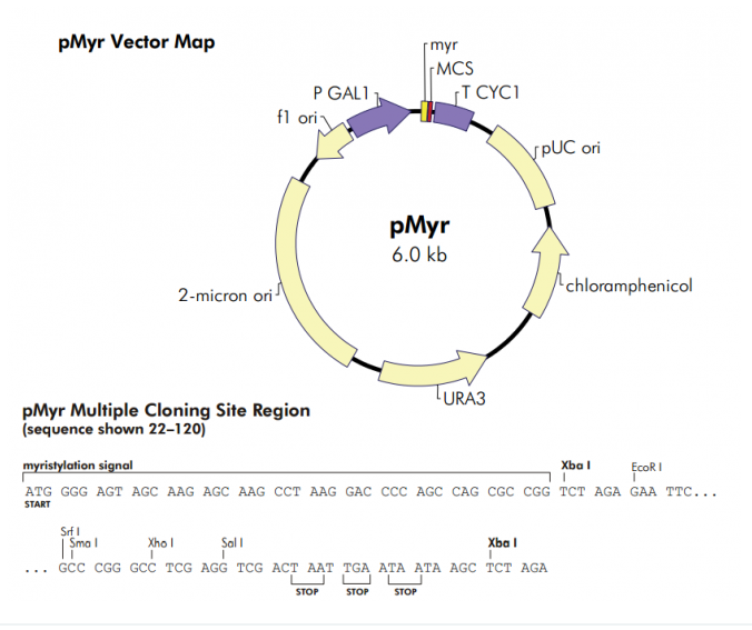 pMyr 載體,pMyr