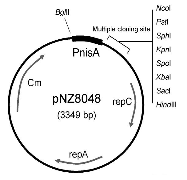 pNZ8048 載體,pNZ8048