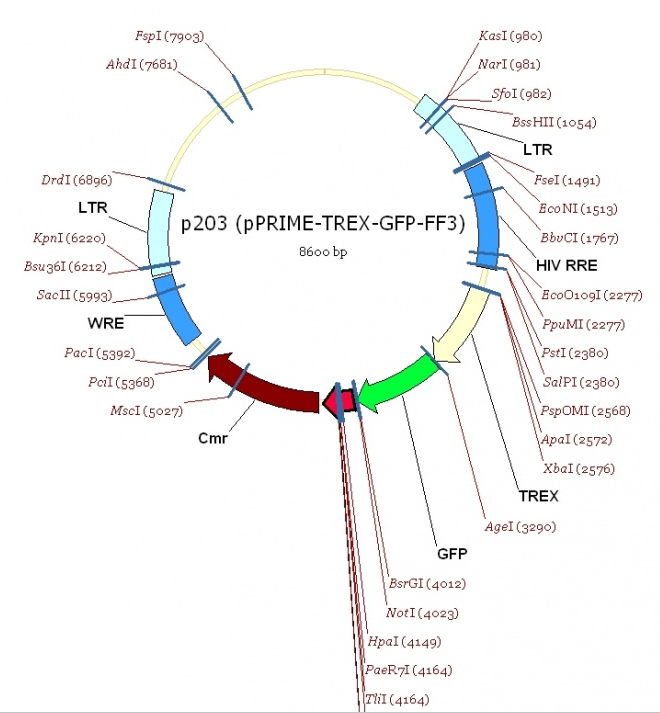 pPRIME-TREX-GFP-FF3 載體,pPRIME-TREX-GFP-FF3