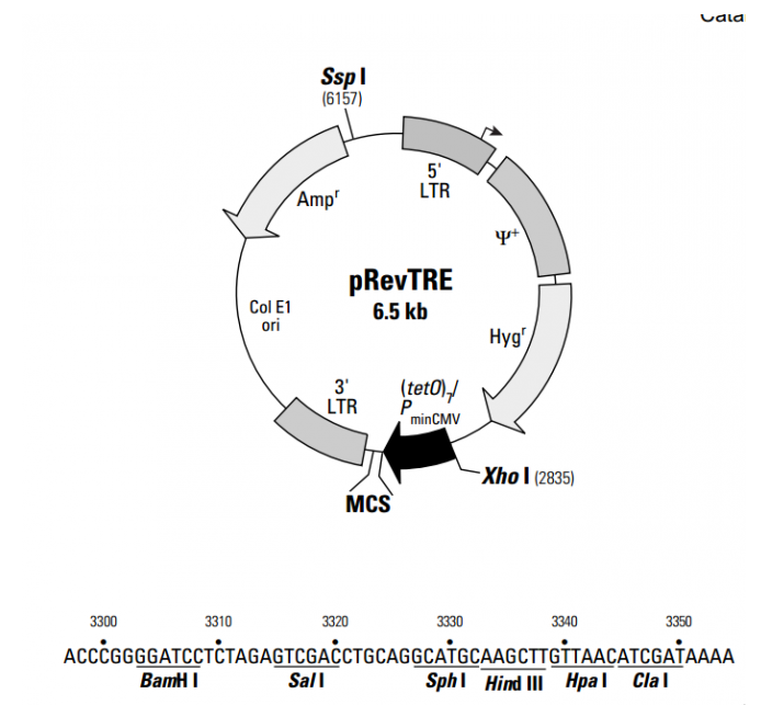 pRevTR 載體,pRevTR
