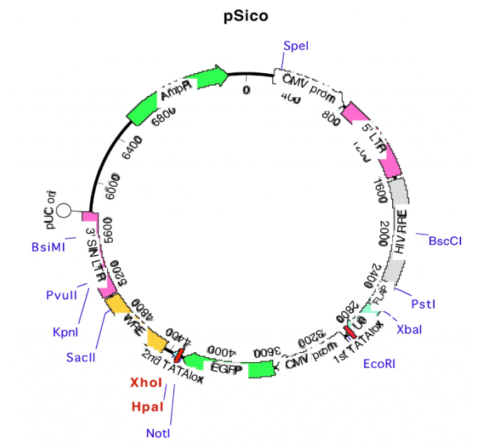 pSico 載體,pSico