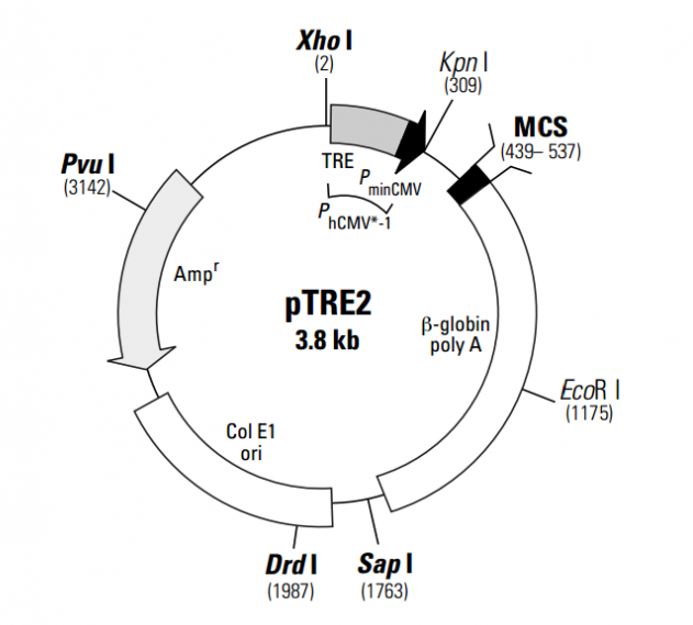 pTRE2 載體,pTRE2