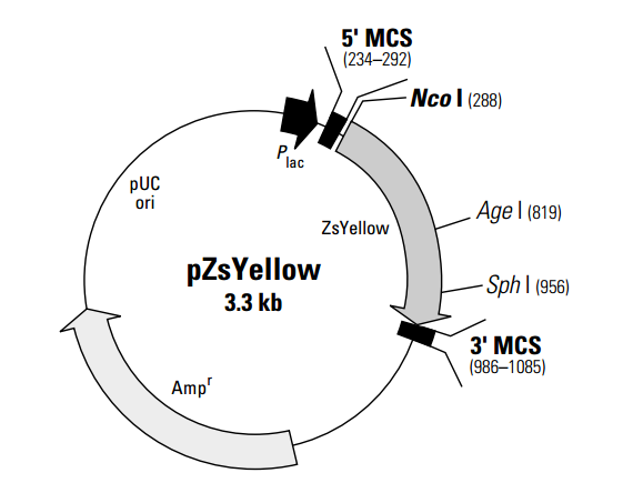 pZsYellow 载体,pZsYello