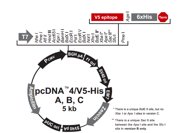 pcDNA4/V5-His A 载体,pcDNA4/V5-His A