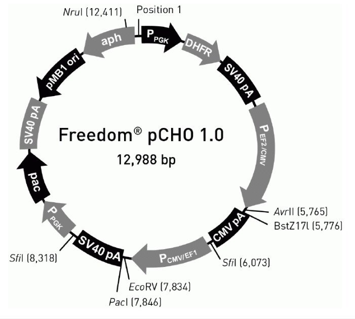 pCHO10 載體,pCHO10