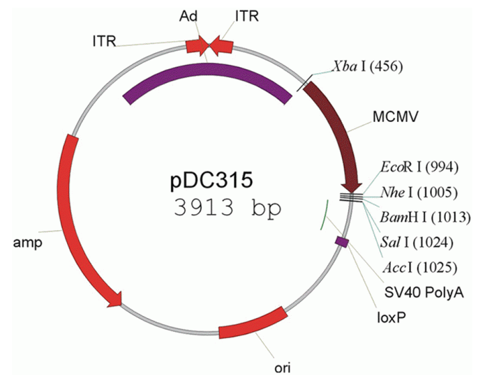 pDC315 載體,pDC315