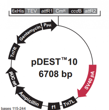 pDEST10 載體,pDEST10