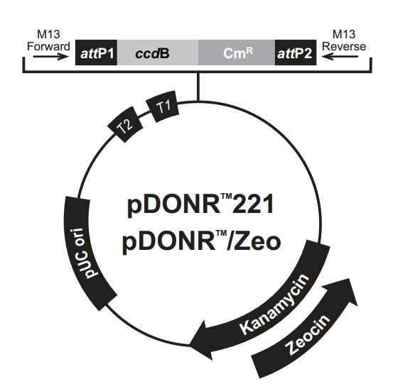 pDONR221 载体,pDONR221