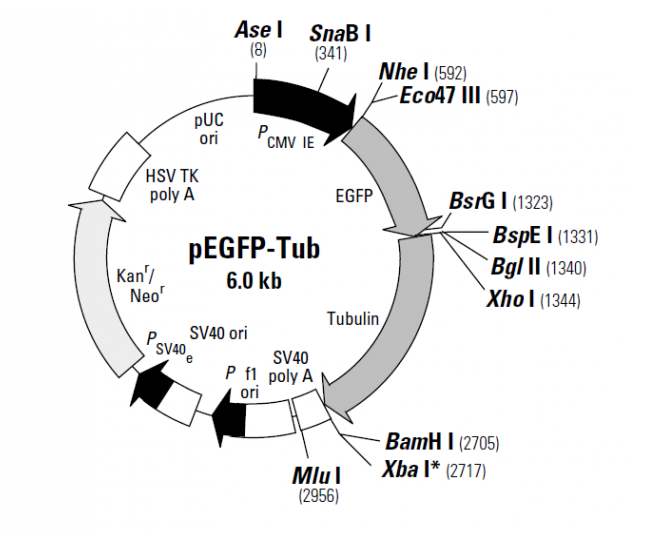 pEGFP-Tub 載體,pEGFP-Tub