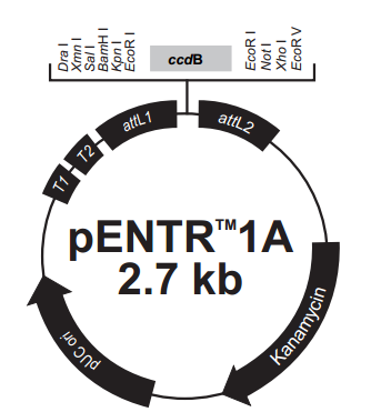 pENTR1A 载体,pENTR1A