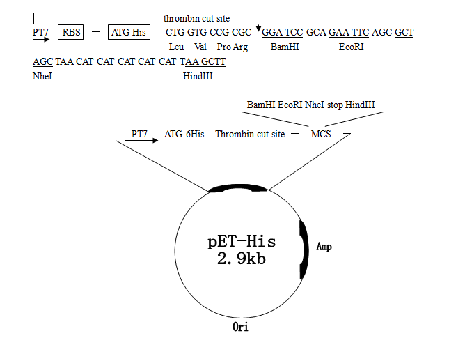 pET-His 載體,pET-His