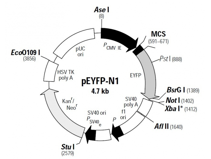 pEYFP-N1 載體,pEYFP-N1