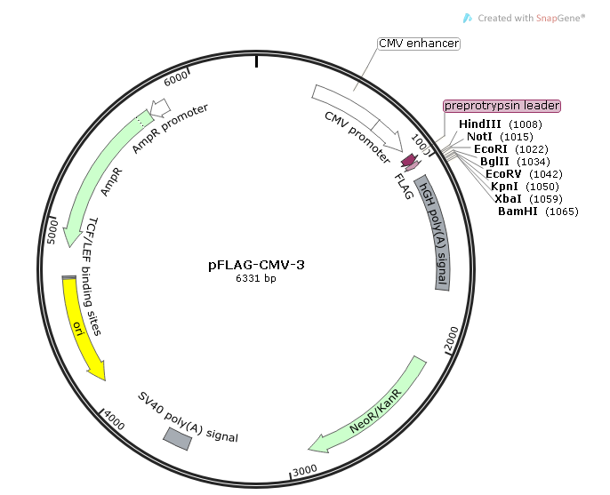 pFLAG-CMV-3 載體,pFLAG-CMV-3