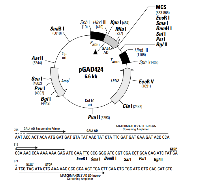 pGAD424 载体,pGAD424