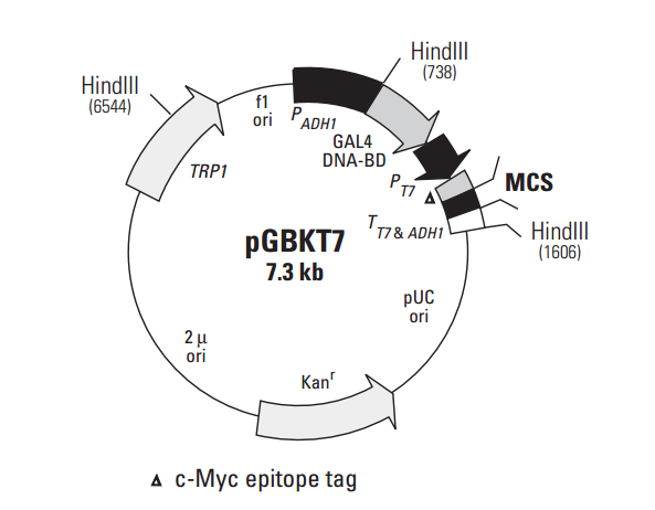 pGBKT7 载体,pGBKT7