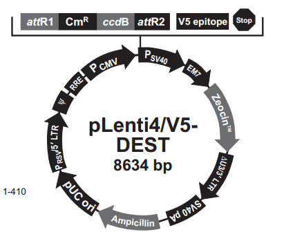 pLenti4/V5-DEST 载体,pLenti4/V5-DEST