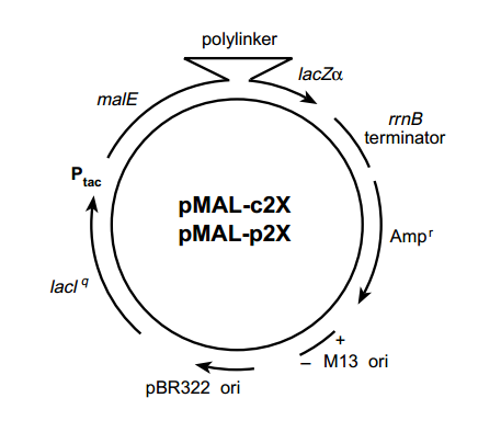 pMAl-p2G 載體,pMAl-p2G