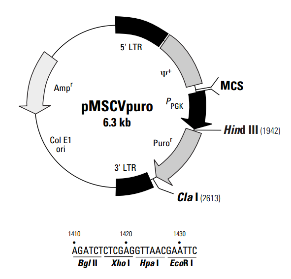 pMSCVpuro 載體,pMSCVpuro