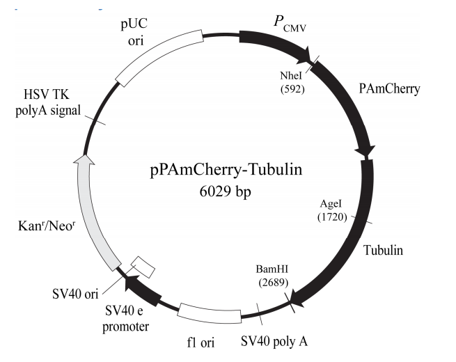 pPAmCherry-Tubulin 載體,pPAmCherry-Tubulin