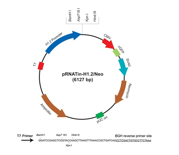 pRNATin-H12/Neo 载体,pRNATin-H12/Neo