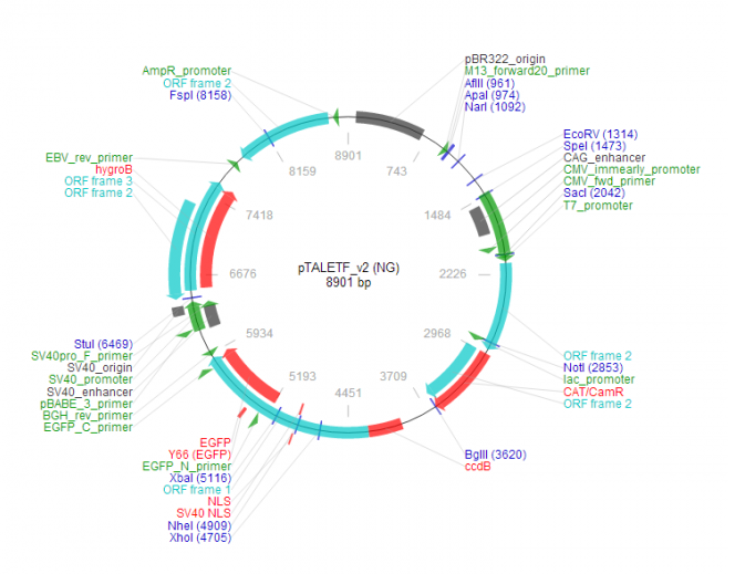 pTALETF_v2 (NG) 載體,pTALETF_v2 (NG