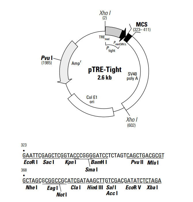 pTRE-Tight 载体,pTRE-Tight