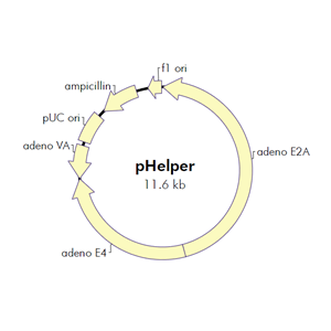 pHelper 载体,pHelper