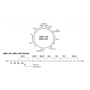 pMAL-c4x 載體
