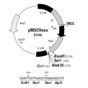 pMSCVneo 载体