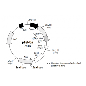 pTet-On 载体