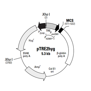 pTRE2hyg 载体,pTRE2hyg