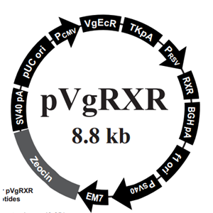 pVgRXR 载体,pVgRXR