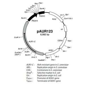 pAUR123 載體,pAUR123