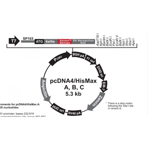pcDNA4/HisMax B 载体