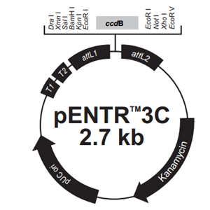 pENTR3C 载体,pENTR3C