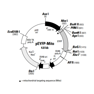 pEYFP-Mito 载体,pEYFP-Mito