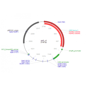 pHD_v2 載體