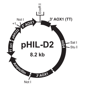 pHIL-D2 载体,pHIL-D