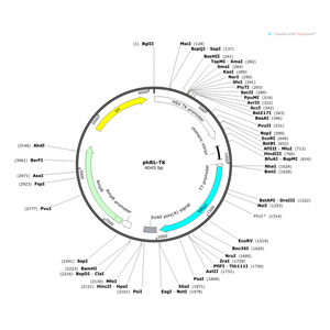 phRL-TK 載體,phRL-T