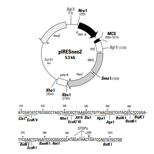 pIRESneo2 載體