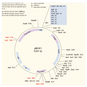 pKLAC1 載體