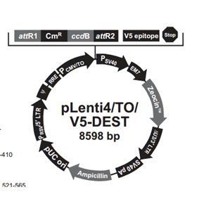 pLenti4/TO/V5-DEST 載體