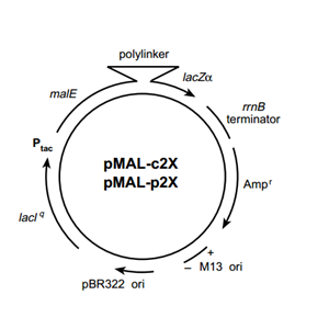 pMAL-c2G 載體