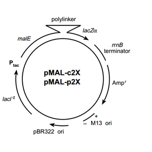 pMal-p2E 載體