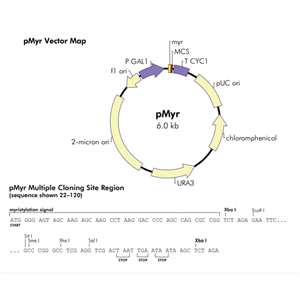 pMyr 載體